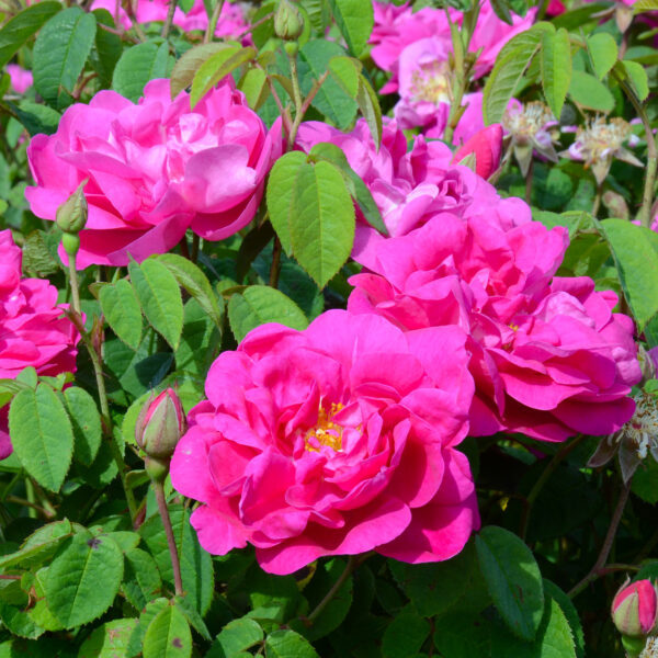 Diffuseur de rose de Provins bio – Image 4