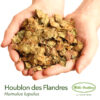 Diffuseur de houblon des Flandres – Image 5