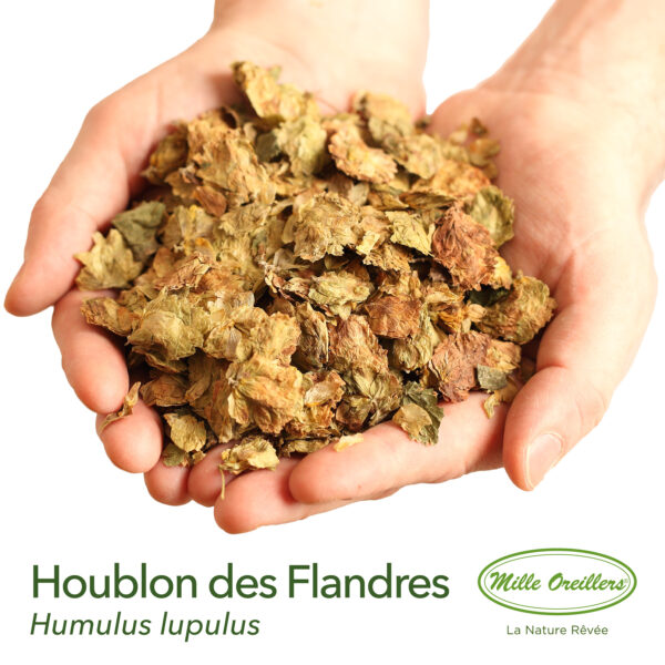 Diffuseur de houblon des Flandres – Image 5