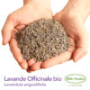 Diffuseur de lavande officinale bio – Image 5