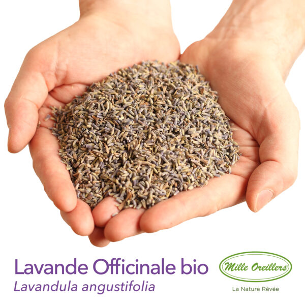 Diffuseur de lavande officinale bio – Image 5