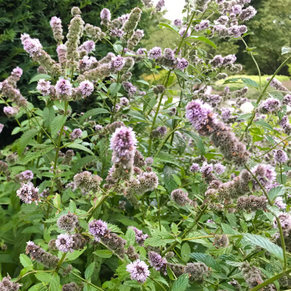 Diffuseur de menthe poivrée bio – Image 4