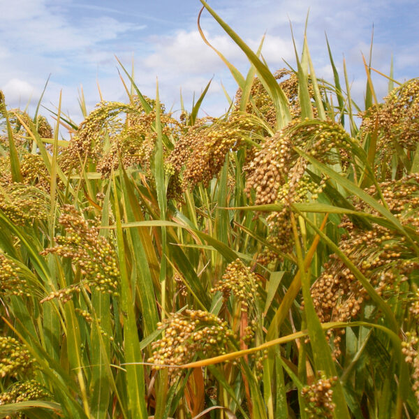 Recharge en balles de millet bio 2 kg – Image 4