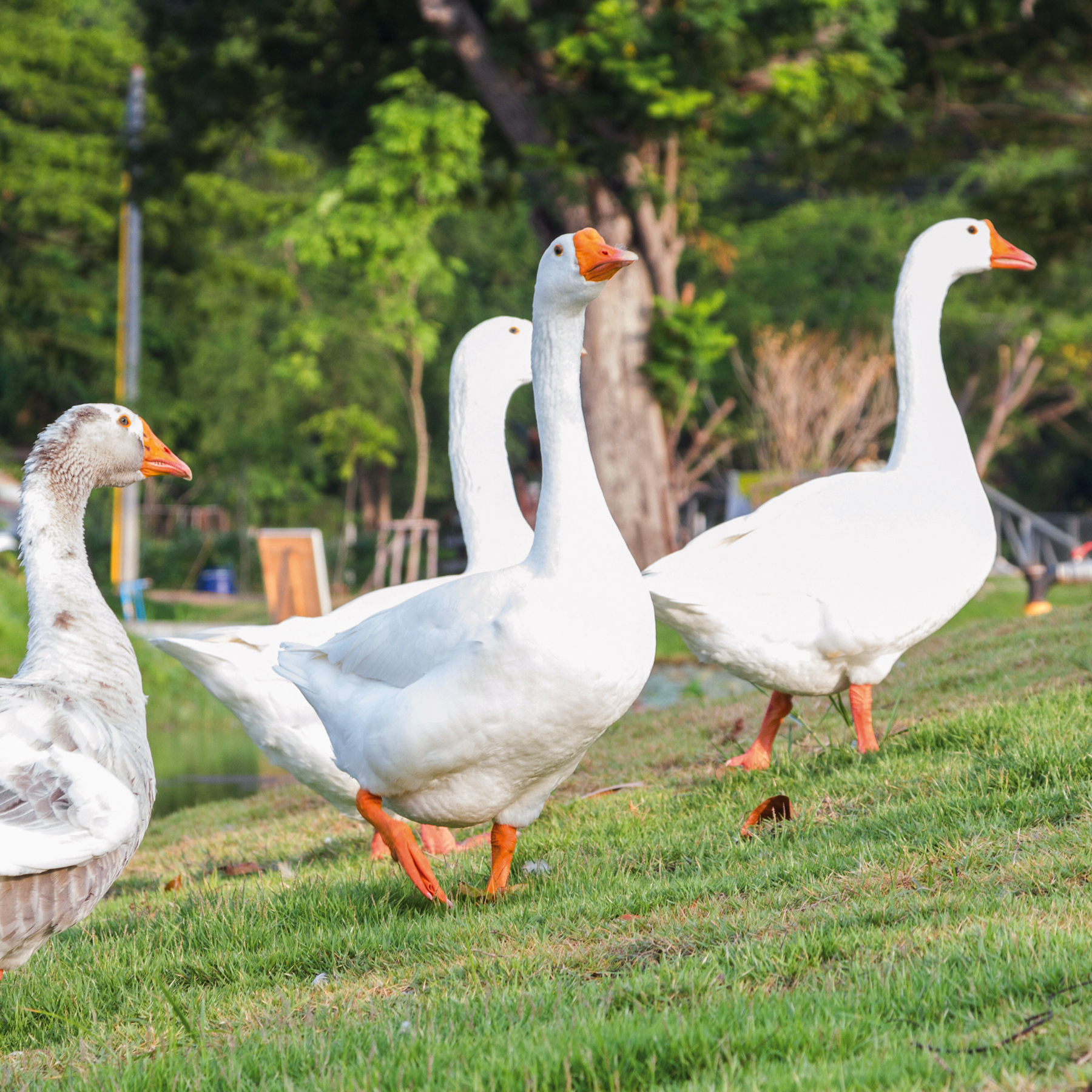 Couettes en duvet d'oie et de canard