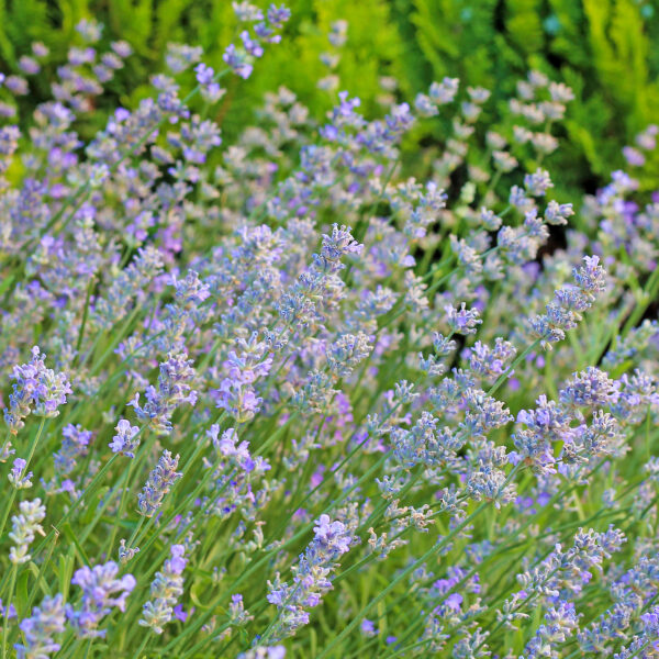 Diffuseur de lavande officinale bio – Image 4