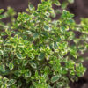 Diffuseur de thym citron bio – Image 4