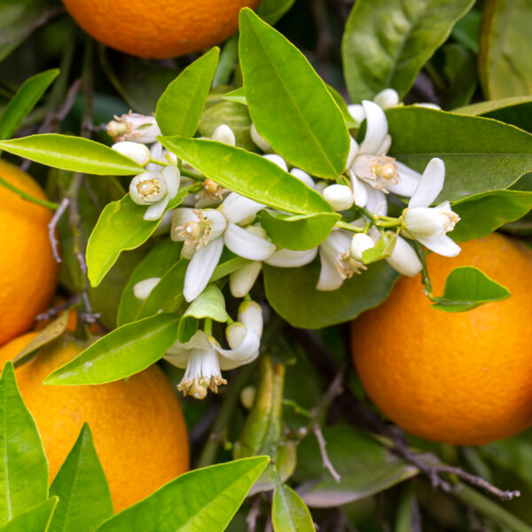 Diffuseur d'orange douce bio – Image 4