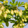 Diffuseur de houblon des Flandres – Image 4
