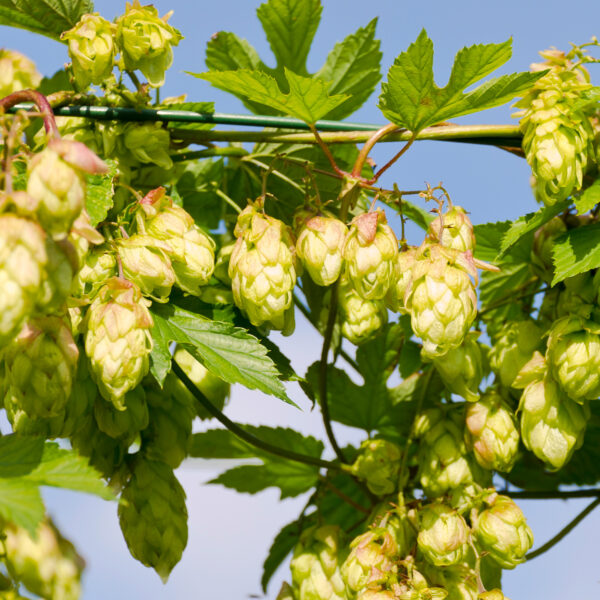 Diffuseur de houblon des Flandres – Image 4