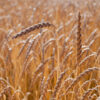 Coussin de maternité en balles d'épeautre bio – Image 9