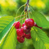 Tour de cou aux noyaux de cerises – Image 9