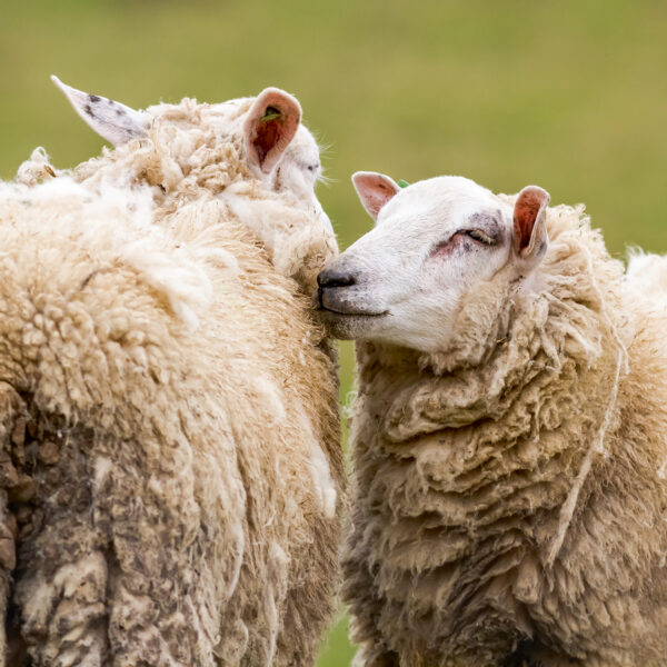 Oreillers en laine vierge – Image 8