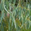 Diffuseur d'eucalyptus bio – Image 4