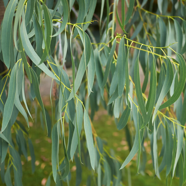 Diffuseur d'eucalyptus bio – Image 4