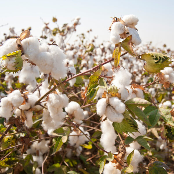Taie en coton bio pour oreiller crétois – Image 7