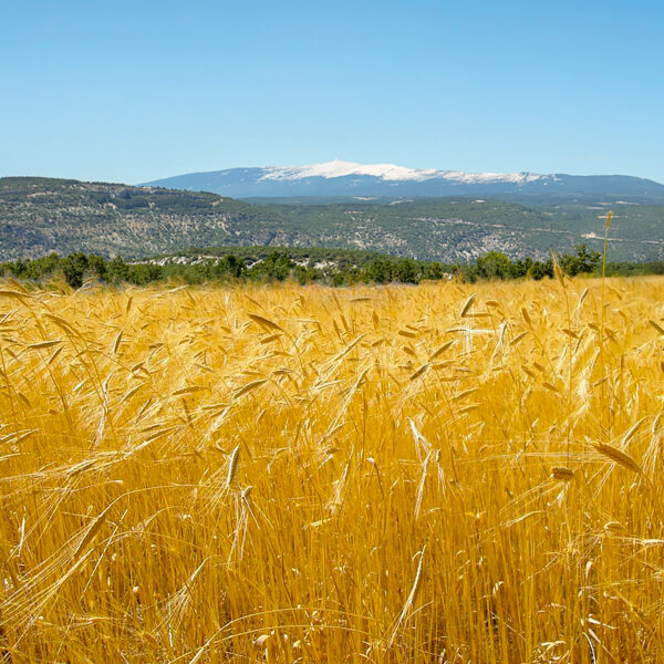 Oreillers en balles de petit épeautre de Haute Provence – Image 8