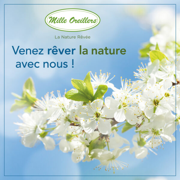 Taies d’oreillers en coton bio – Image 7